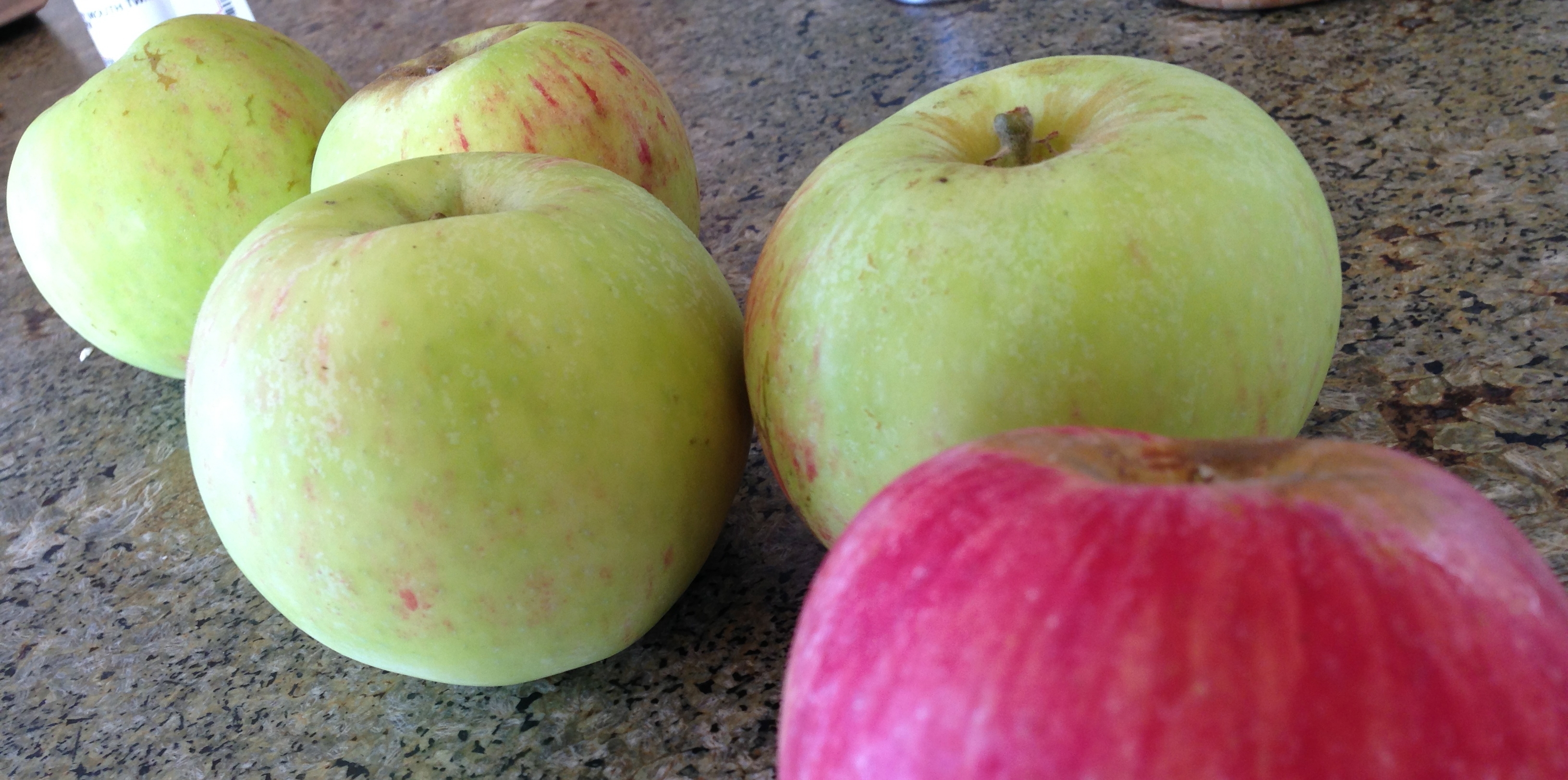 The first gravenstein apples of the 2013 season.