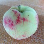 pink blush apple