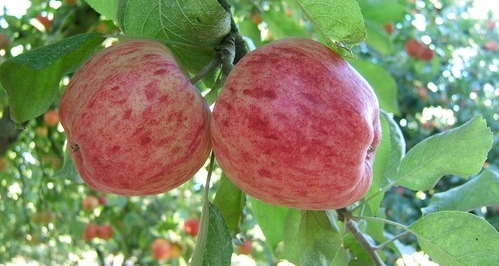 pink blush apples on the tree