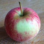 jonagold apple