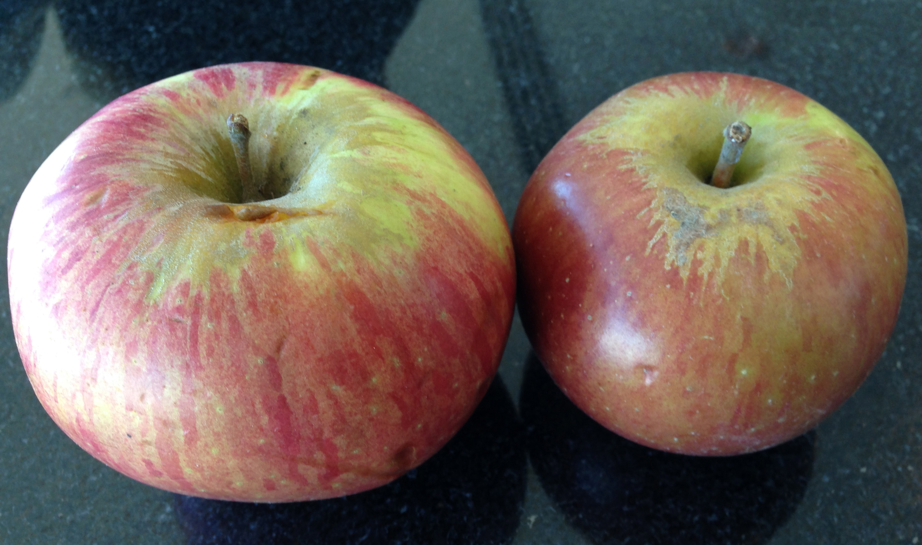 apples to apple VII: northern spy, mystery apple