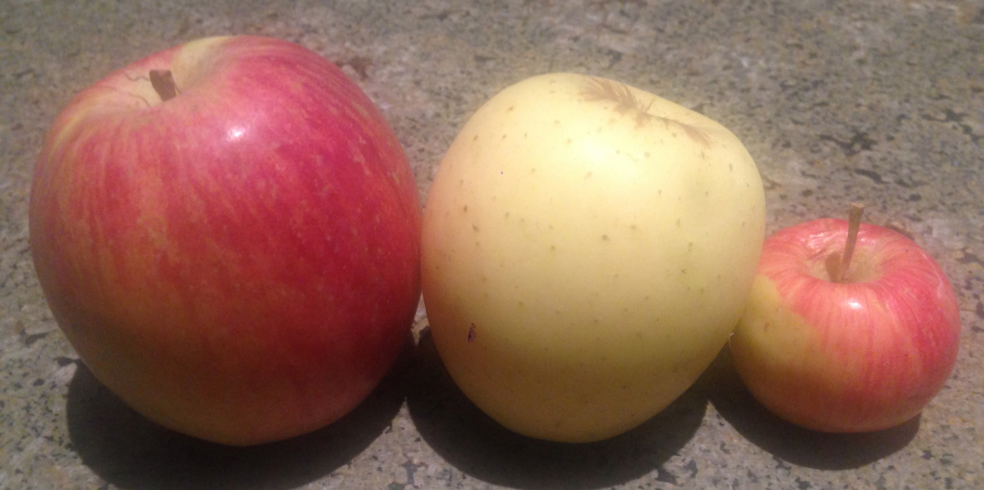 apples to apples IX: fuji, golden delicious, wickson