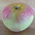 sierra beauty apple