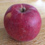 spitzenberger apple