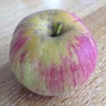 winesap apple